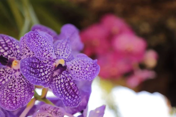 Deep purple vanda close-up shot in detail, front focus, and moderate background blur for illustration or background with space on the right.