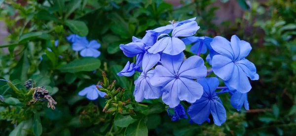 the beautiful Plumbago auriculata mist flowers are in full bloom in the garden. with space on the left-hand side for botanical work