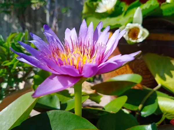 Selective focus of Egyptian Lotus Nymphaea or previously Nymphaea caerulea, known primarily as purple lotus or violet Egyptian lotus but also blue water lily or blue Egyptian water lily. Photography in Thailand