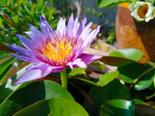 Selective focus of Egyptian Lotus Nymphaea or previously Nymphaea caerulea, known primarily as purple lotus or violet Egyptian lotus but also blue water lily or blue Egyptian water lily. Photography in Thailand