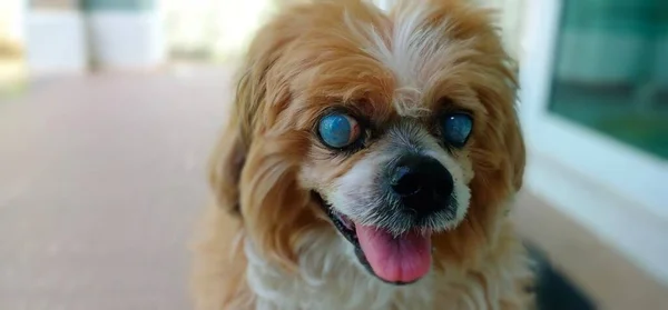 Dog Resting. A dog is sitting on the ground. The dog is partially sighted having a cataract on his two eyes.