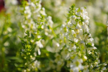 Güzel bahar çiçekleri. beyaz ve yeşil