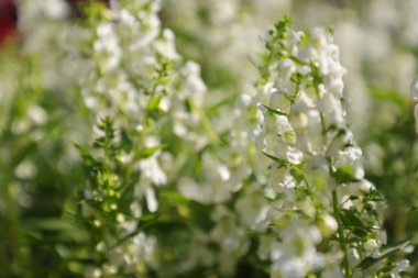 Yeşil çimenlerin üzerinde beyaz leylak çiçekleri, yakın plan