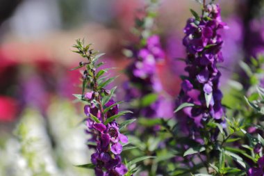 Güzel pembe çiçek baharda bahçede, Mor toadflax İtalya 'nın yerli bitkileri