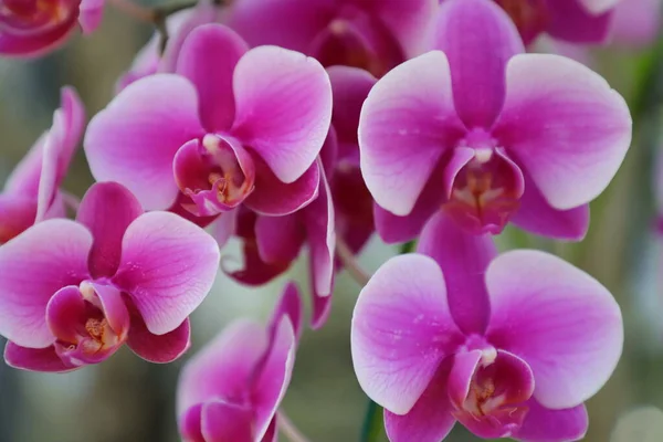 Orquídea Vanda Roxa Tailândia Para Fundo — Fotografia de Stock