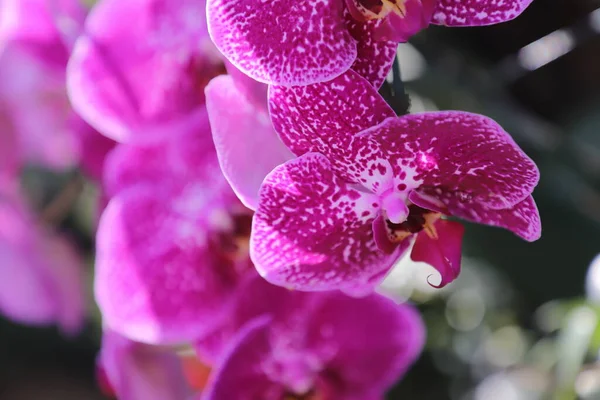 Pozadí Tmavě Fialové Orchideje Vanda Coerulea Fialová Vanda Vanda Coerulea — Stock fotografie