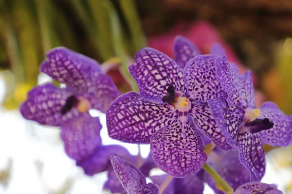 Krásná Vanda Somsri Glory Hybridní Vanda Orchidej Tato Vanda Atraktivní — Stock fotografie