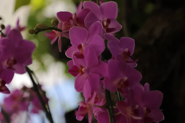 Roxo Vanda Belo Fundo Floral — Fotografia de Stock