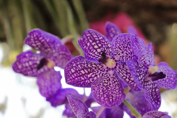 Detailní Záběr Vanda Somsri Glory Blue Hybridní Vanda Orchidej — Stock fotografie