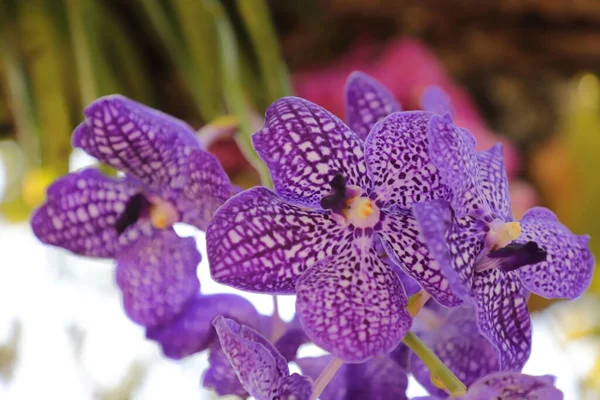 Velké Fialové Květy Orchideje Vanda Coerulea Selektivní Soustředění Kopírovat Mezeru — Stock fotografie