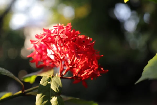 Ixora coccinea (also known as jungle geranium, the flame of the woods, or jungle flame) is a species of flowering plant in the Rubiaceae family.  Tree of ingenuity because of the symbol of the sharp needle flower tip.