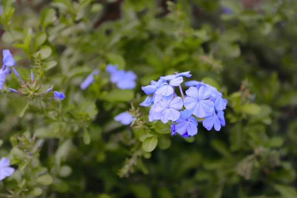 Flowers Plumbago Auriculata Also Known Cape Leadwort Blue Plumbago Cape — Stock Photo, Image