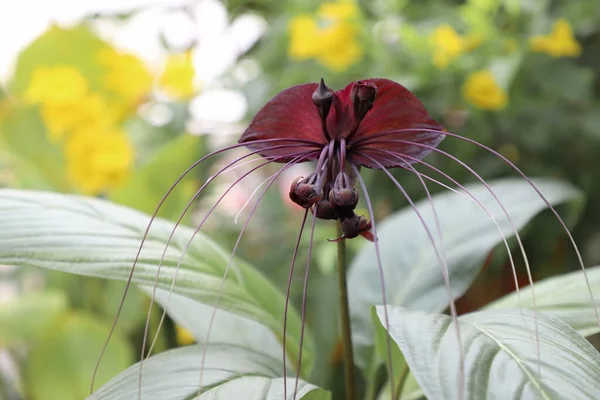 Nera Phu Si Thai or black bat, is entirely black, has 2 petals, flowers that look like bats fluttering at night, and oval shape. The ovary under the inner petal is a long thread like a thread hanging down. It looks like a black thread.