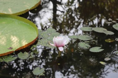 Su yüzeyindeki en büyük nilüferlerin yaprakları ve çiçekleri (Victoria amazonica). 