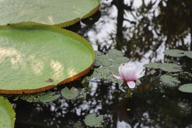 Su yüzeyindeki en büyük nilüferlerin (Victoria amazonica) yaprakları ve çiçekleri. Tayland, Ulusal Park.