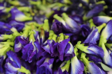 Anchan (Merkez) Mavi bezelye, Kelebek bezelyesi. Anchan (Merkez) Mavi bezelye, Kelebek bezelyesi. Çiçekler beyaz, mavi ve mordur. Tek çiçekli, istiridye kapağı şeklinde, aksiller yapraklar boyunca çiftler halinde, 5 taç yaprağı..