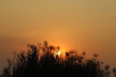 Gün batımında tepelerde siluet ağaçları. Klasik ton.