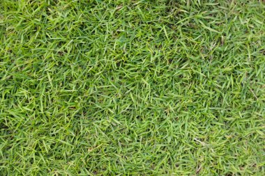 Yeşil çimen dokusu arka plan çimen bahçe konsepti yeşil arka plan futbol sahası, çim golf, yeşil çimen desenli arka plan.