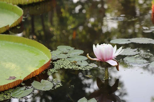 Su yüzeyindeki en büyük nilüferlerin (Victoria amazonica) yaprakları ve çiçekleri. Tayland, Ulusal Park.