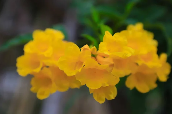 木の上の黄色の花黄色の長老 トランペットブッシュ トランペット花 黄色のトランペット花 — ストック写真