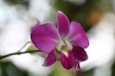 Mor Orkide, Phalaenopsis amabilis. Kopyalama alanı ile yakın plan çekim