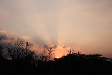 Afrika 'da gün batımlı siluet ağacı. Batan güneşe karşı ağaç silueti. Açık arazideki kara ağaç dramatik gündoğumu. Kenya, Masai Mara 'da akasya ağaçlarıyla tipik Afrika günbatımı.