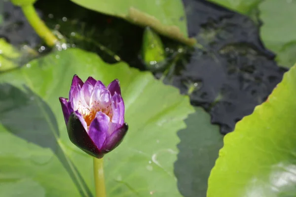 The deep purple royal lotus flower above the water in the lotus basin was raising a bouquet.