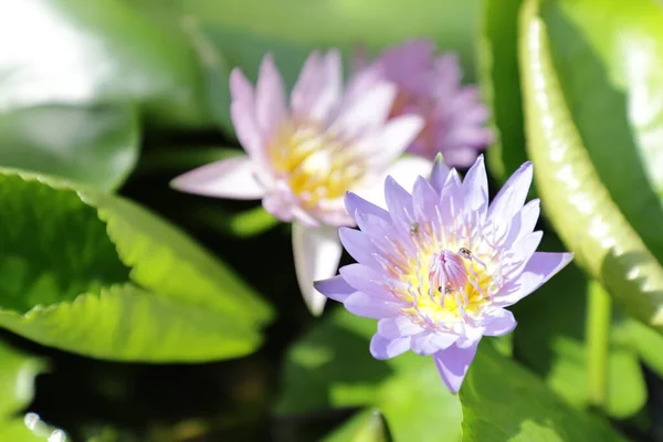 Nymphaea caerulea or Blue Egyptian lotus or Blue water lily or Sacred blue water lily.