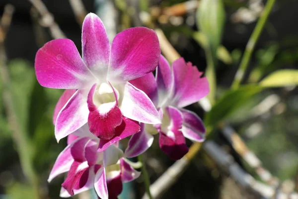 Dendrobium Phalaenopsis Dendrobium Bigibbum Pertence Família Orchidaceae — Fotografia de Stock