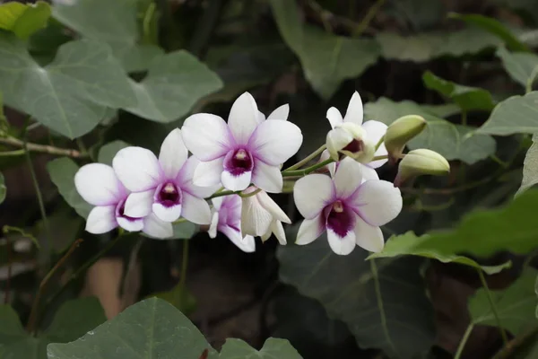Bílá Fialová Květinová Orchidej Cooktown Dendrobium Bigibbum Mauve Motýlí Orchidej — Stock fotografie