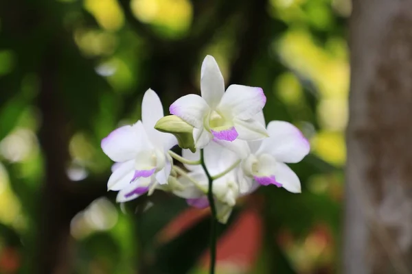 Flores Brancas Nobre Orquídea Dendrobium Spring Dream Apollon Dendrobium Nobile — Fotografia de Stock