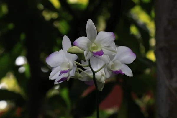 Flores Brancas Nobre Orquídea Dendrobium Spring Dream Apollon Dendrobium Nobile — Fotografia de Stock
