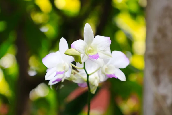 Bílé Květy Orchideje Dendrobium Jarní Sen Apollon Dendrobium Nobile — Stock fotografie