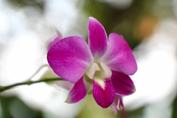 Fialová Orchidej Phalaenopsis Amabilis Detailní Záběr Mezerou Pro Kopírování — Stock fotografie