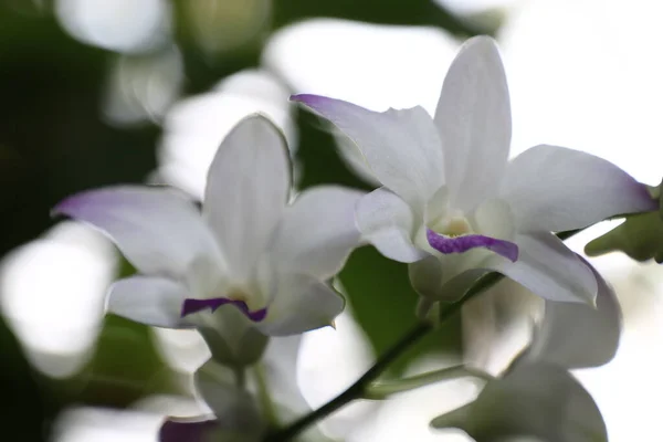 Esposizione Della Flora Del Orchid Del Fiore Dendrobium Rasa Sayang — Foto Stock