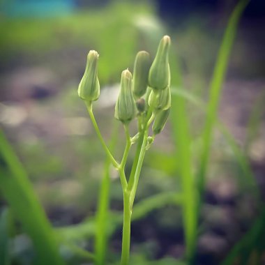 Close up photo of Oxalis dillenii, also the southern wood-sorrel, slender yellow woodsorrel, and Dillon's oxalis, is species in the wood-sorrel family Oxalidaceae in the genus Oxalis.