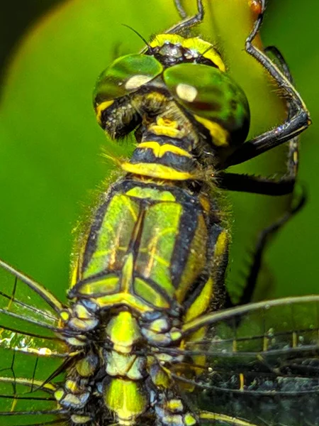 Close Photo Dragonfly Live Usually Called Green Dragonfly Army Dragonfly — 图库照片