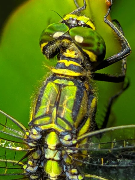 Close Photo Dragonfly Live Usually Called Green Dragonfly Army Dragonfly — ストック写真