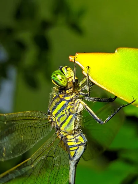 Close Photo Dragonfly Live Usually Called Green Dragonfly Army Dragonfly — Fotografia de Stock