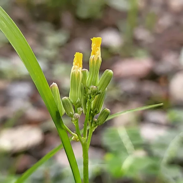 Close Photo Oxalis Dillenii Also Southern Wood Sorrel Slender Yellow — 图库照片