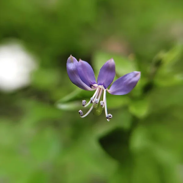 Close Photo Maman Lanang Wild Plant Belongs Cleomaceae Family Plant —  Fotos de Stock