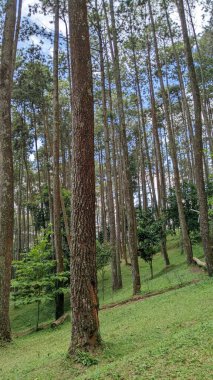 Manglayang dağının tepesindeki kamp alanında çam ormanı.
