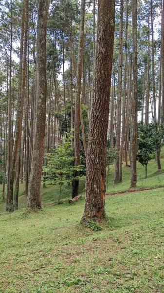 Hutan Pinus Daerah Berkemah Bukit Gunung Manglayang — Stok Foto