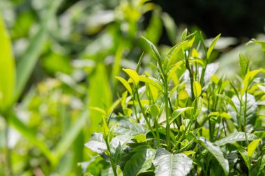 Çay tarlasında çay ağacı