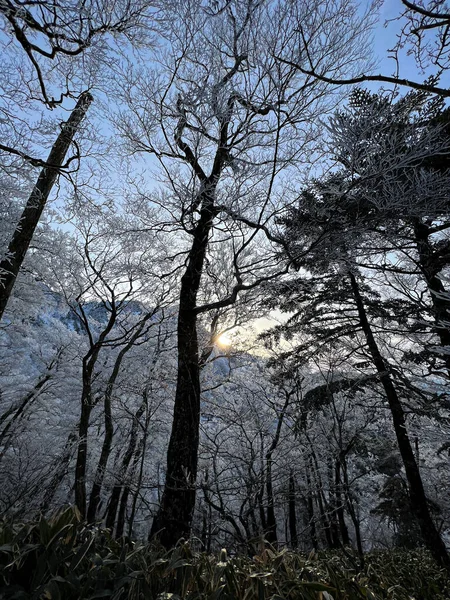 Ishizuchi Mount Ehime Japan Forest — Stock Photo, Image