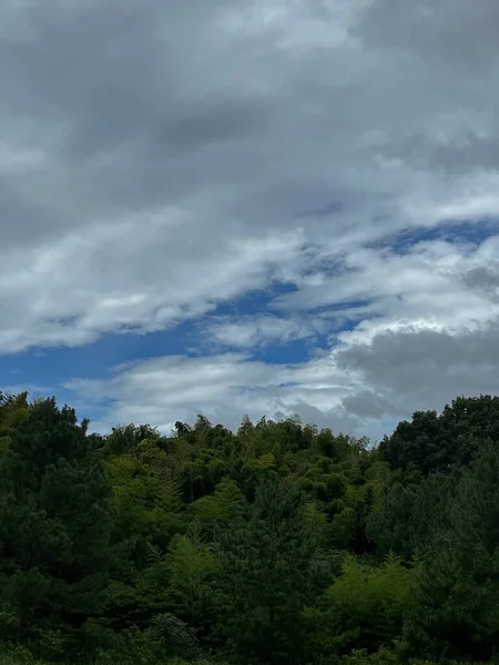 Bela Paisagem Com Uma Árvore Céu Nublado — Fotografia de Stock