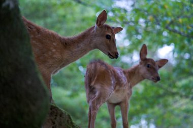 bir geyik Nara Parkı, nara Japonya.