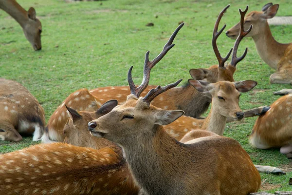Ein Hirsch Nara Park Nara Japan — Stockfoto