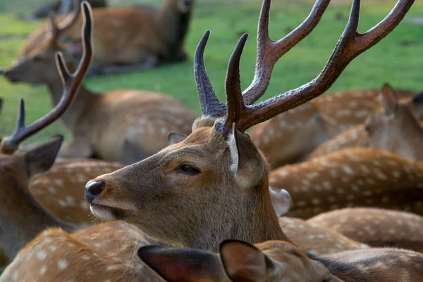 Ein Hirsch Nara Park Nara Japan — Stockfoto