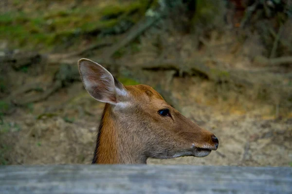 Bir Geyik Nara Parkı Nara Japonya — Stok fotoğraf